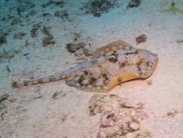 Yellow Stingray IMG 4597